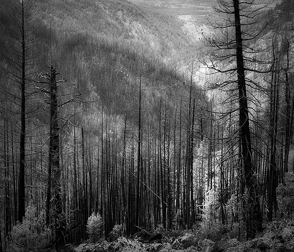 Master Dodging and Burning: Elevate Your Black & White Photography