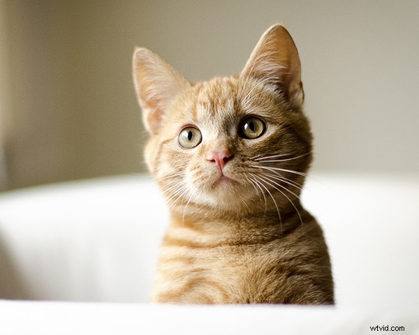 5 Essential Tips to Launch a Thriving Pet Photography Business