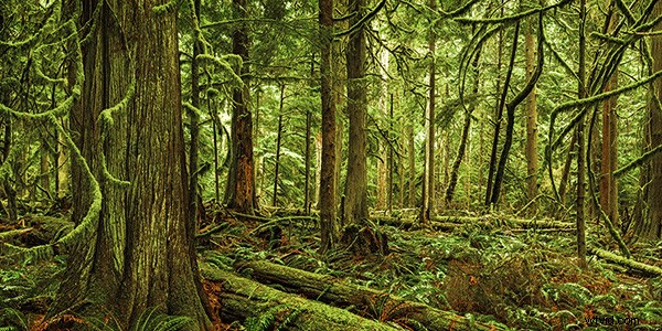 5 Essential Tips for Beginner Landscape Photographers