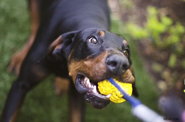 5 Essential Tips to Launch a Thriving Pet Photography Business