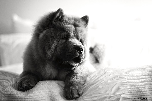 5 Essential Tips to Launch a Thriving Pet Photography Business