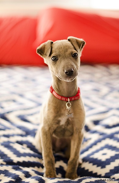 5 Essential Tips to Launch a Thriving Pet Photography Business