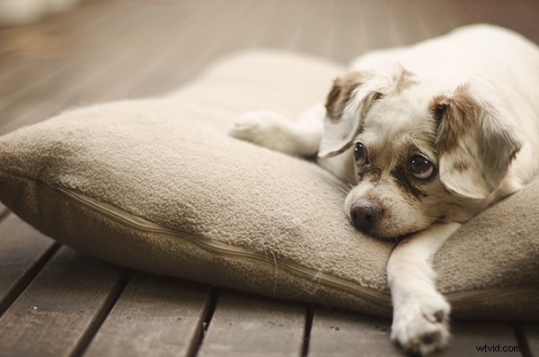 5 Essential Tips to Launch a Thriving Pet Photography Business