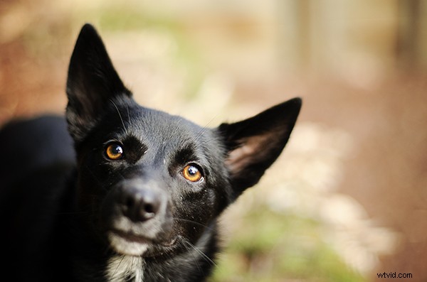 5 Essential Tips to Launch a Thriving Pet Photography Business