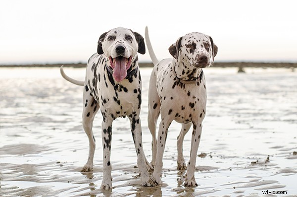5 Essential Tips to Launch a Thriving Pet Photography Business