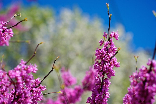 Master Your Camera s Light Meter: Unlock Manual Mode Photography