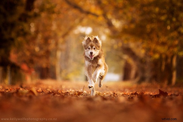 Master Dog Action Photography: 6 Essential Tips for Stunning Shots