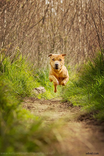 Master Dog Action Photography: 6 Essential Tips for Stunning Shots