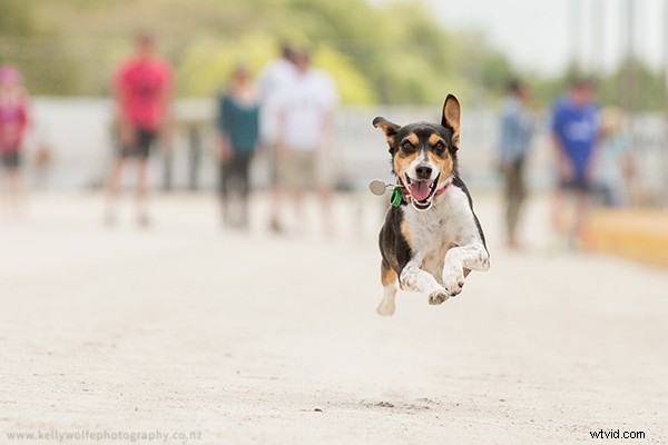 Master Dog Action Photography: 6 Essential Tips for Stunning Shots