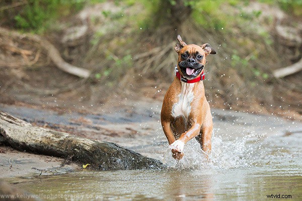 Master Dog Action Photography: 6 Essential Tips for Stunning Shots