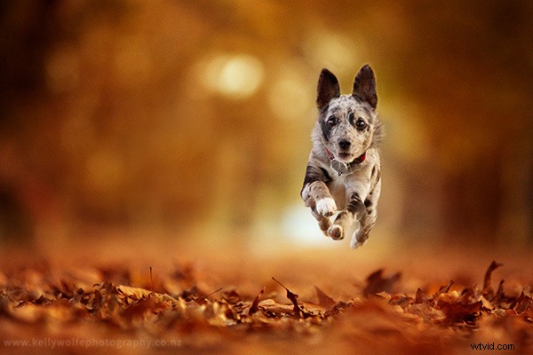 Master Dog Action Photography: 6 Essential Tips for Stunning Shots