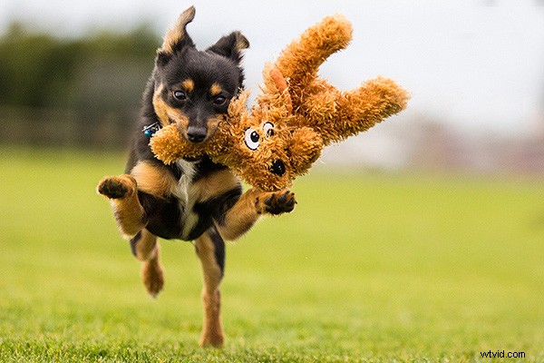 Master Dog Action Photography: 6 Essential Tips for Stunning Shots