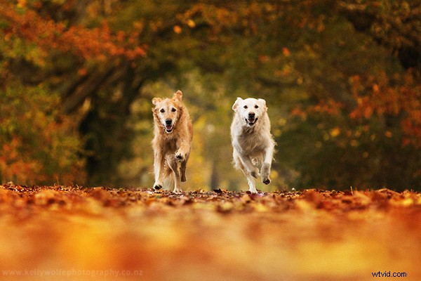 Master Dog Action Photography: 6 Essential Tips for Stunning Shots