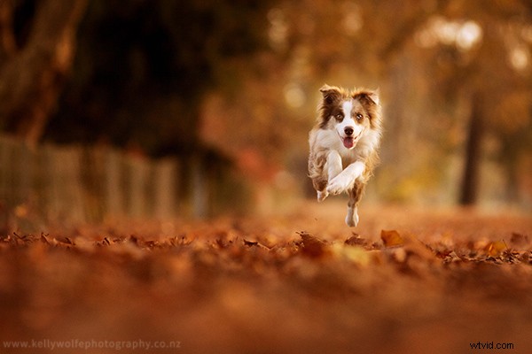 Master Dog Action Photography: 6 Essential Tips for Stunning Shots