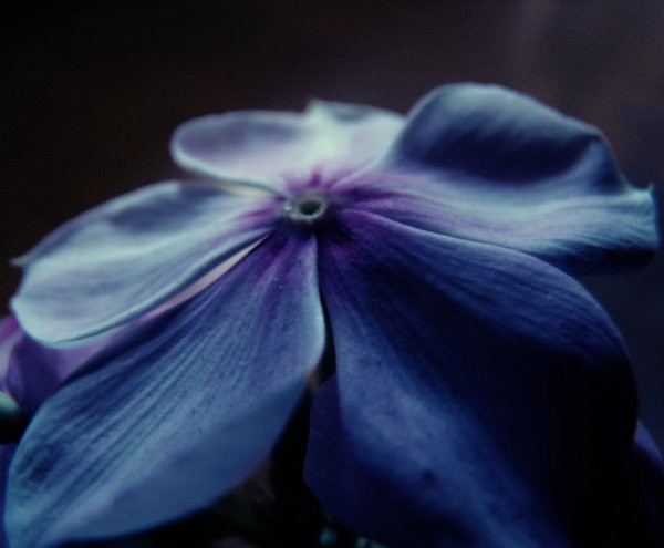 Photography Challenge: Master Cool Tones for Moody, Impactful Shots