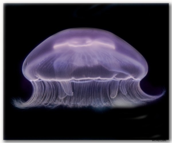 Photography Challenge: Master Cool Tones for Moody, Impactful Shots