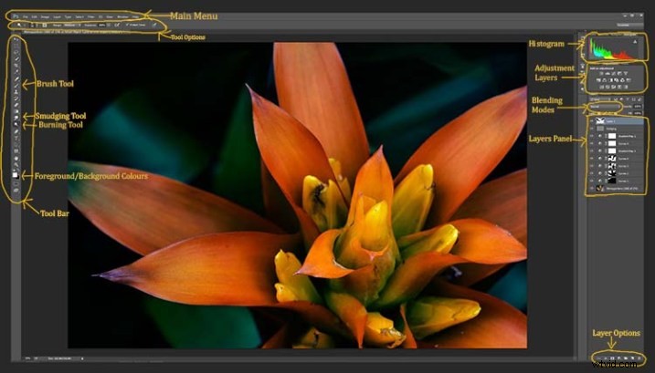 Elevate Macro Photography to Fine Art: Pro Post-Processing Techniques