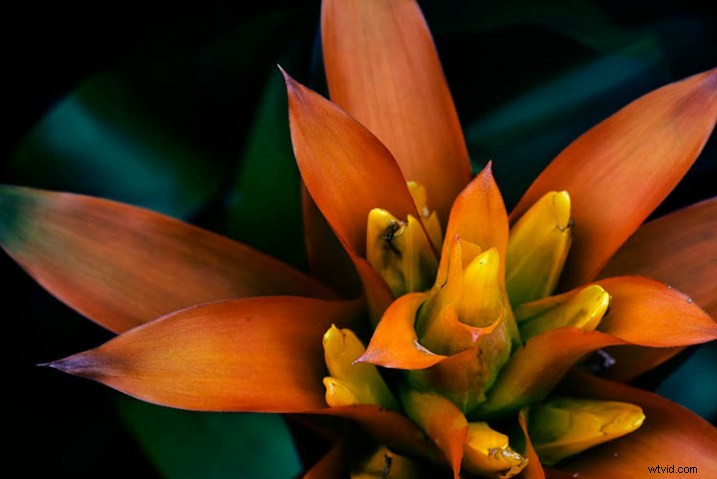 Elevate Macro Photography to Fine Art: Pro Post-Processing Techniques