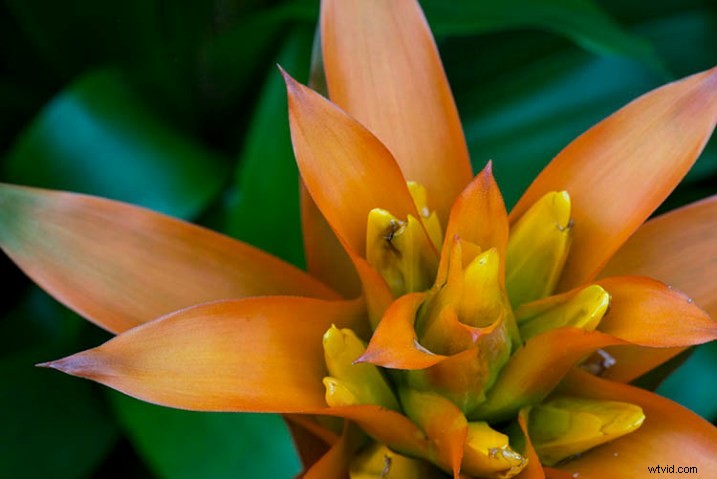 Elevate Macro Photography to Fine Art: Pro Post-Processing Techniques