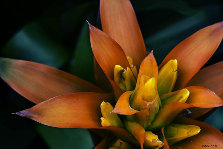 Elevate Macro Photography to Fine Art: Pro Post-Processing Techniques