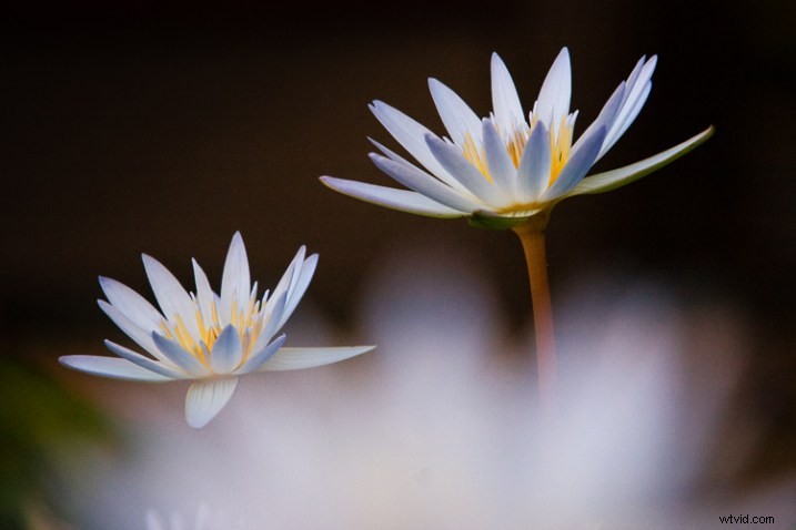 5 Proven Creative Macro Photography Ideas for Stunning Results