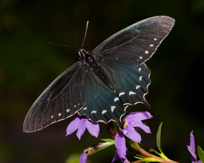 5 Proven Creative Macro Photography Ideas for Stunning Results