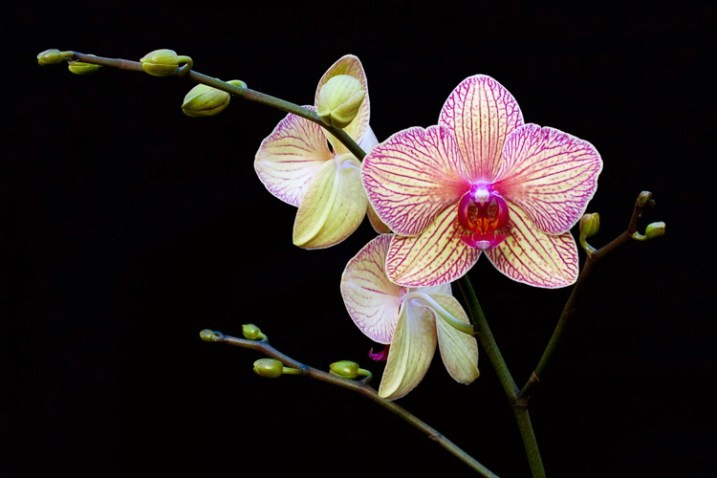 5 Proven Creative Macro Photography Ideas for Stunning Results