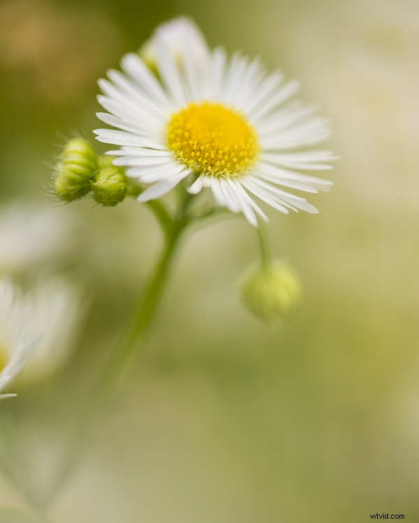 5 Proven Creative Macro Photography Ideas for Stunning Results