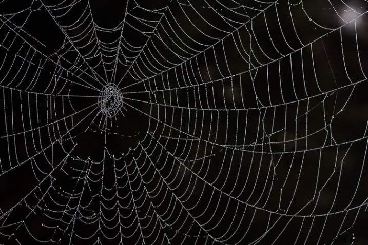 5 Proven Creative Macro Photography Ideas for Stunning Results