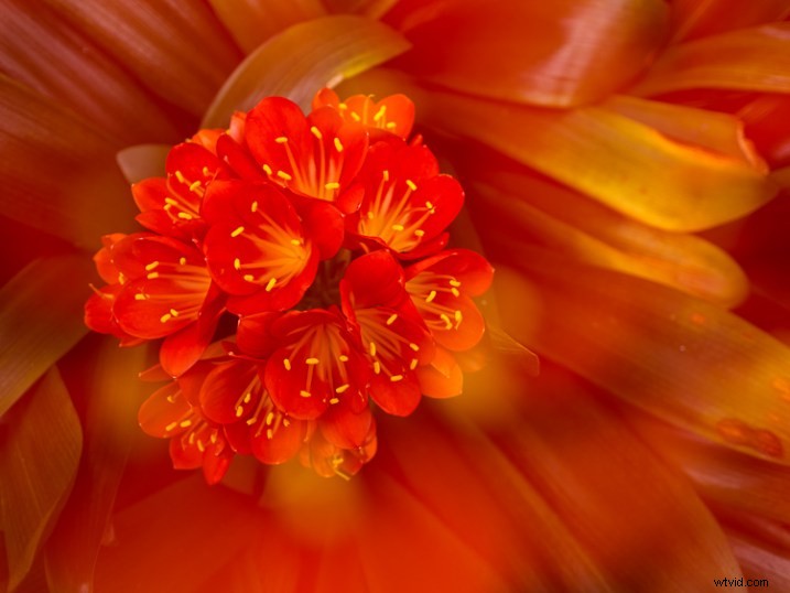 5 Proven Creative Macro Photography Ideas for Stunning Results
