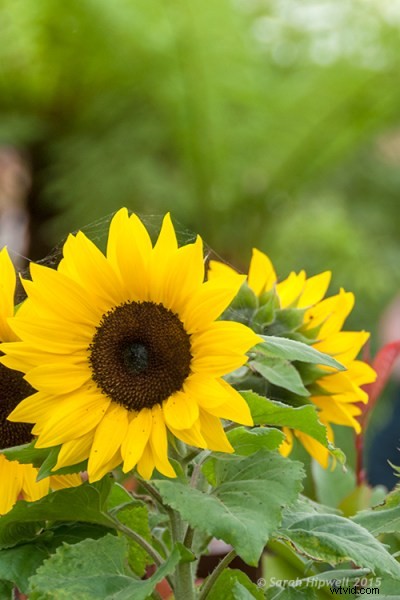 Elevate Photo Composition: Mastering Cropping Techniques in Post-Production