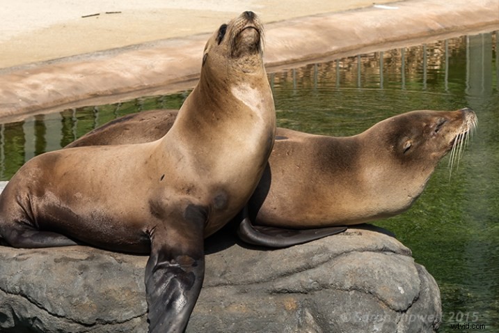 Elevate Photo Composition: Mastering Cropping Techniques in Post-Production