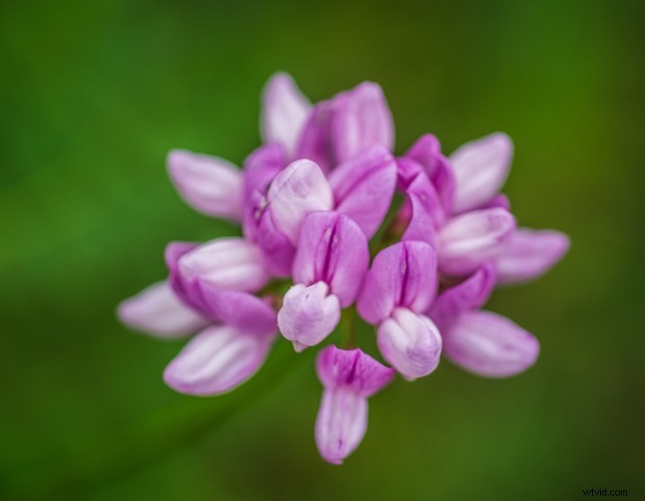 6 Expert Techniques: Use Live View for Razor-Sharp Images