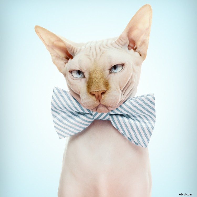 Discover Zack Seckler s Photography: Blending Humor and Unique Style