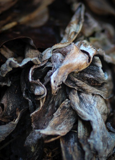 Unlocking Beauty in the Mundane: Photography Tips for Everyday Subjects