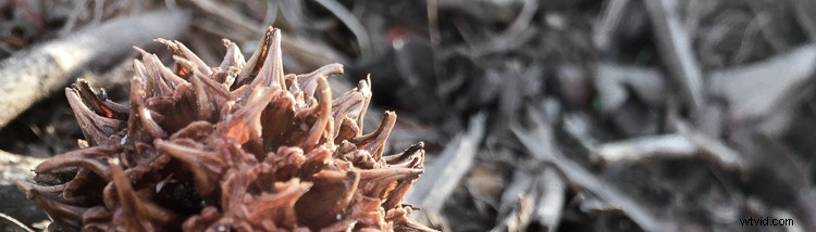 Unlocking Beauty in the Mundane: Photography Tips for Everyday Subjects