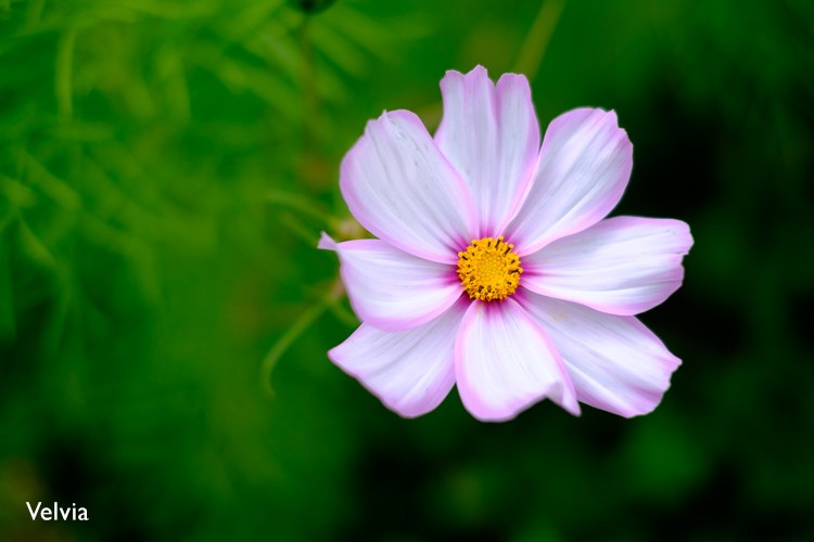 Achieve Perfect Color Accuracy: Ultimate Guide to the X-Rite ColorChecker Passport