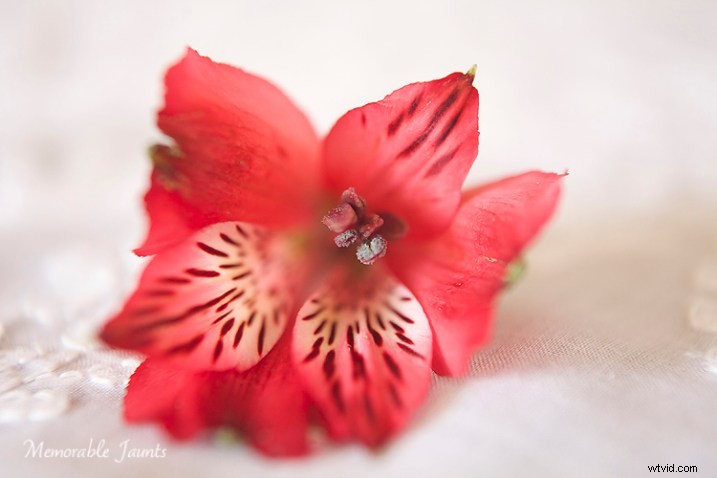 Master Macro Photography: Quick Essential Guide for Stunning Close-Ups