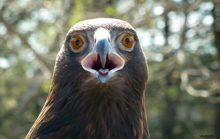 Create Stunning Blurry Bokeh Backgrounds in 4 Easy Steps