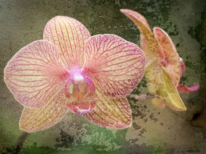 Master In-Camera Double Exposures: Pro Tips for Stunning Results