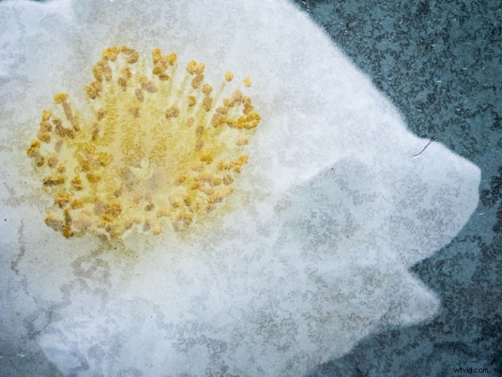 Master In-Camera Double Exposures: Pro Tips for Stunning Results