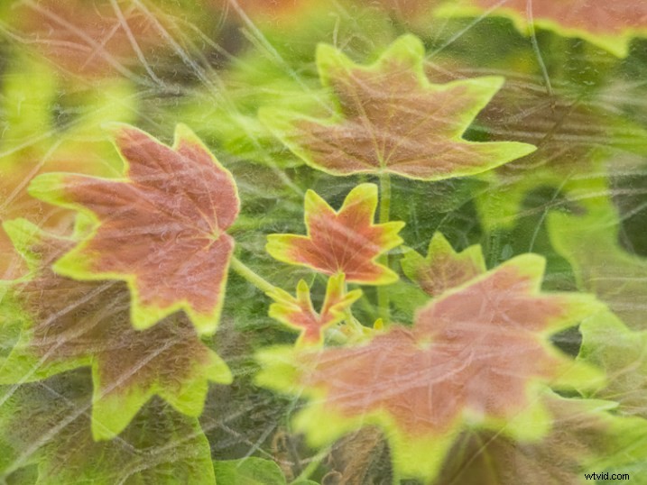 Master In-Camera Double Exposures: Pro Tips for Stunning Results