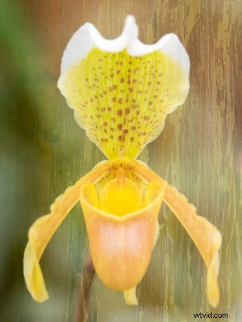 Master In-Camera Double Exposures: Pro Tips for Stunning Results