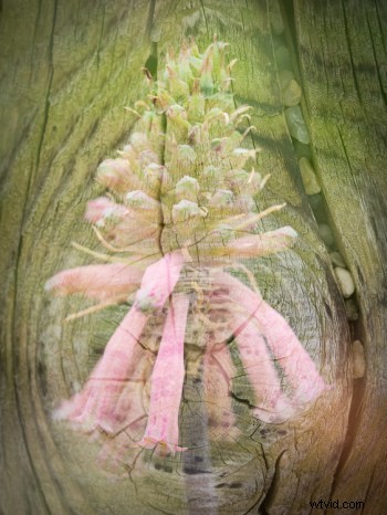 Master In-Camera Double Exposures: Pro Tips for Stunning Results