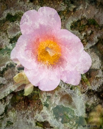 Master In-Camera Double Exposures: Pro Tips for Stunning Results