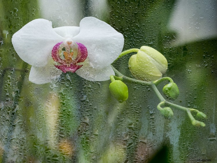 Master In-Camera Double Exposures: Pro Tips for Stunning Results