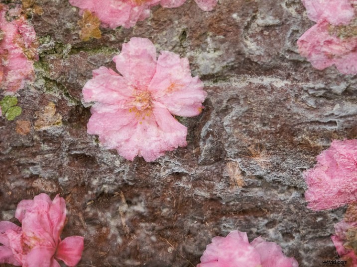 Master In-Camera Double Exposures: Pro Tips for Stunning Results