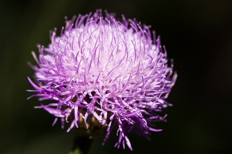5 Expert Tips to Perfect Photo Backgrounds and Make Subjects Pop