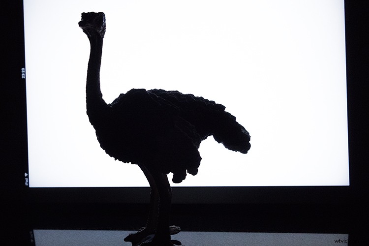 Transform Your iPad into a Pro Softbox or Custom Background: Photography Guide