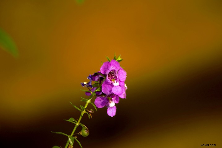 Corel AfterShot Pro 3 Contest Winners Announced – Stunning Photos Revealed!